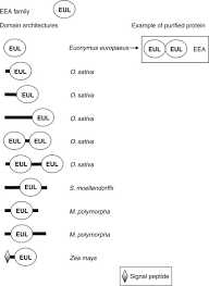 Attēlu rezultāti vaicājumam “Cinclidotus danubicus cells”