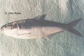 Image result for Dorosoma cepedianum