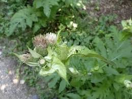 Attēlu rezultāti vaicājumam “Cirsium oleraceum leaf”