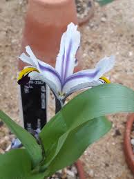 Attēlu rezultāti vaicājumam “Iris rosenbachiana flower”