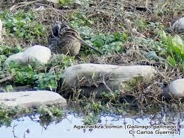 Attēlu rezultāti vaicājumam “Gallinago gallinago eggs”