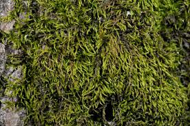 Attēlu rezultāti vaicājumam “Antitrichia curtipendula”