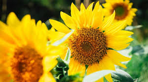 Image result for Sonnenblume