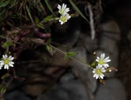 Attēlu rezultāti vaicājumam “Stellaria crassifolia leaf”