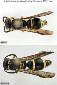 Attēlu rezultāti vaicājumam “Ancistrocerus sp. male”