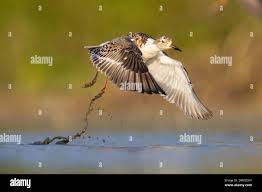 Attēlu rezultāti vaicājumam “Philomachus pugnax adult”