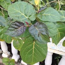 Attēlu rezultāti vaicājumam “Fragaria moschata leaf”