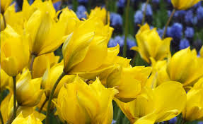 Attēlu rezultāti vaicājumam “Tulipa sylvestris”