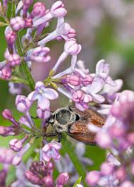 Attēlu rezultāti vaicājumam “Melolontha hippocastani imago”