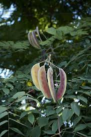 Attēlu rezultāti vaicājumam “Gymnocladus dioicus flower”