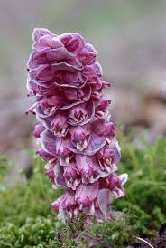 Attēlu rezultāti vaicājumam “Lathraea squamaria”