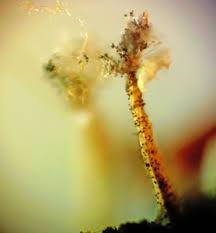 Attēlu rezultāti vaicājumam “Physarum murinum macro”