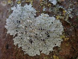 Attēlu rezultāti vaicājumam “Physcia aipolia”