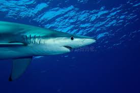 Image result for Prionace glauca