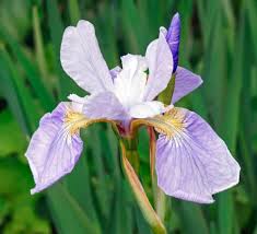 Attēlu rezultāti vaicājumam “Iris sibirica leaf”