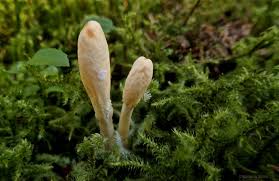 Attēlu rezultāti vaicājumam “Podostroma leucopus”