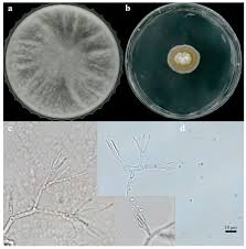 Attēlu rezultāti vaicājumam “Trichia flavicoma spores”