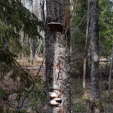 Attēlu rezultāti vaicājumam “Phellinus alni”