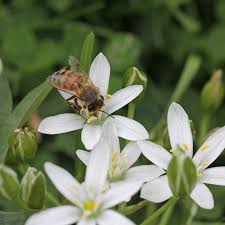 Attēlu rezultāti vaicājumam “Ornithogalum umbellatum flower”