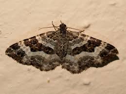 Attēlu rezultāti vaicājumam “Epirrhoe”