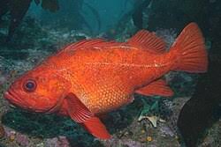 Image result for Sebastes fasciatus