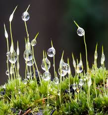 Attēlu rezultāti vaicājumam “Pseudotaxiphyllum elegans macro”