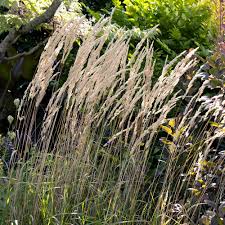 Attēlu rezultāti vaicājumam “Calamagrostis purpurea”