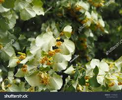 Attēlu rezultāti vaicājumam “Tilia tomentosa flower”