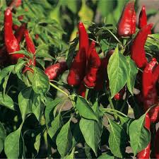 Afbeeldingsresultaat voor cayenne blend hot pepper