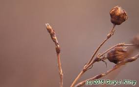 Attēlu rezultāti vaicājumam “Potentilla arenaria bud”