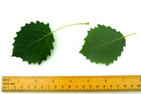 Attēlu rezultāti vaicājumam “Populus tremula leaf”