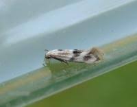 Attēlu rezultāti vaicājumam “Elachista maculicerusella”