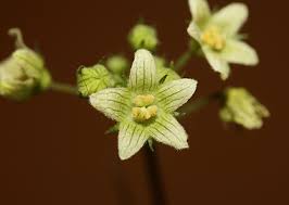 Attēlu rezultāti vaicājumam “Bryonia alba flower”