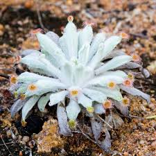 Attēlu rezultāti vaicājumam “Droseraceae”