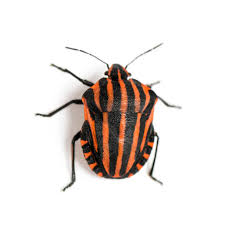 Attēlu rezultāti vaicājumam “Graphosoma lineatum nymph”