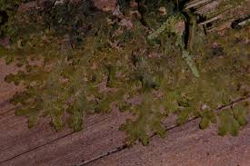 Attēlu rezultāti vaicājumam “Riccardia chamaedryfolia”