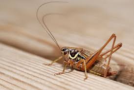 Attēlu rezultāti vaicājumam “Metrioptera roeselii”