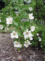 Attēlu rezultāti vaicājumam “Philadelphus lemoinei flower”