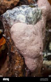 Attēlu rezultāti vaicājumam “Stemonitidaceae”