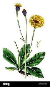 Attēlu rezultāti vaicājumam “Hypochaeris maculata flower”