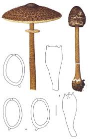 Attēlu rezultāti vaicājumam “Macrolepiota”