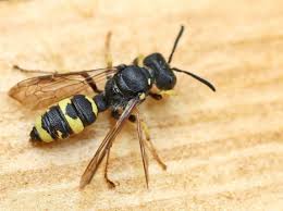 Attēlu rezultāti vaicājumam “Crabronidae”