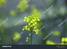 Attēlu rezultāti vaicājumam “Sisymbrium altissimum leaf”