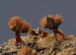 Attēlu rezultāti vaicājumam “Metatrichia sp.”