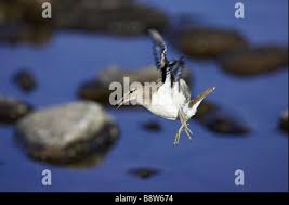 Attēlu rezultāti vaicājumam “Actitis hypoleucos adult”