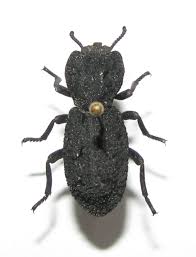 Attēlu rezultāti vaicājumam “Zopheridae”