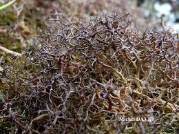 Attēlu rezultāti vaicājumam “Cetraria aculeata”