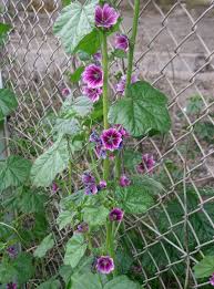 Image result for Malva sylvestris var. mauritiana