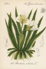 Attēlu rezultāti vaicājumam “Stratiotes aloides flower”