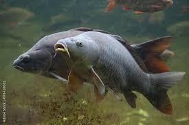 Image result for Cyprinus carpio